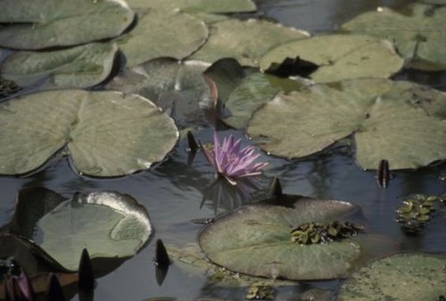 Nymphaea stellata